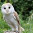 Barn Owl Experience