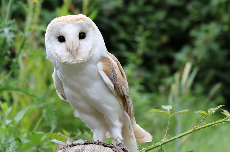 Barn Owl Experience